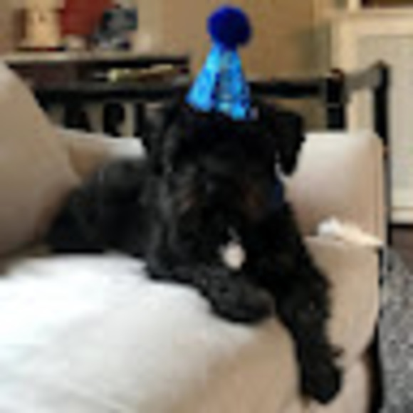 Meet your Posher, Josie - Picture 1 of 1